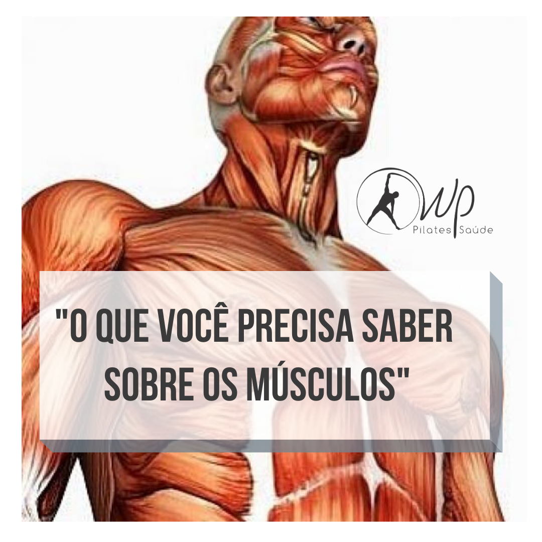 O que você precisa saber sobre os músculos